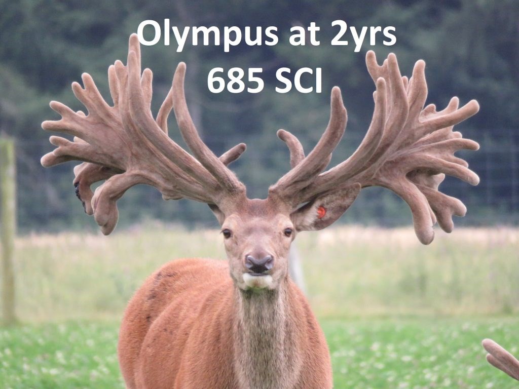 Olympus 685Sci 1024X768