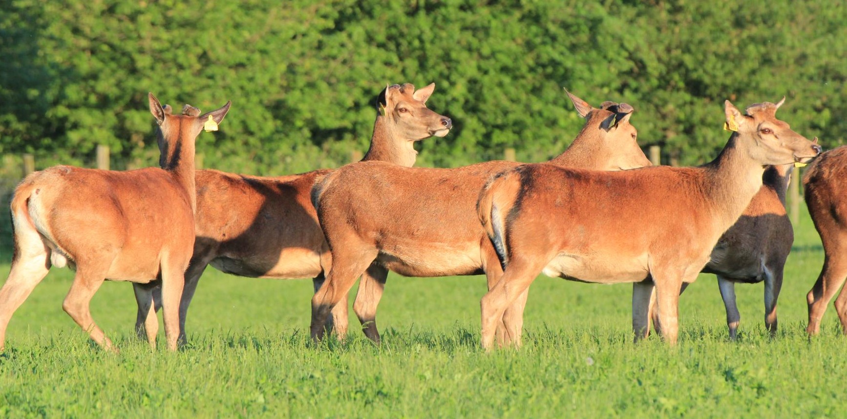 Forrester Sire Sale 11th December 2023 Peel Forest Estate