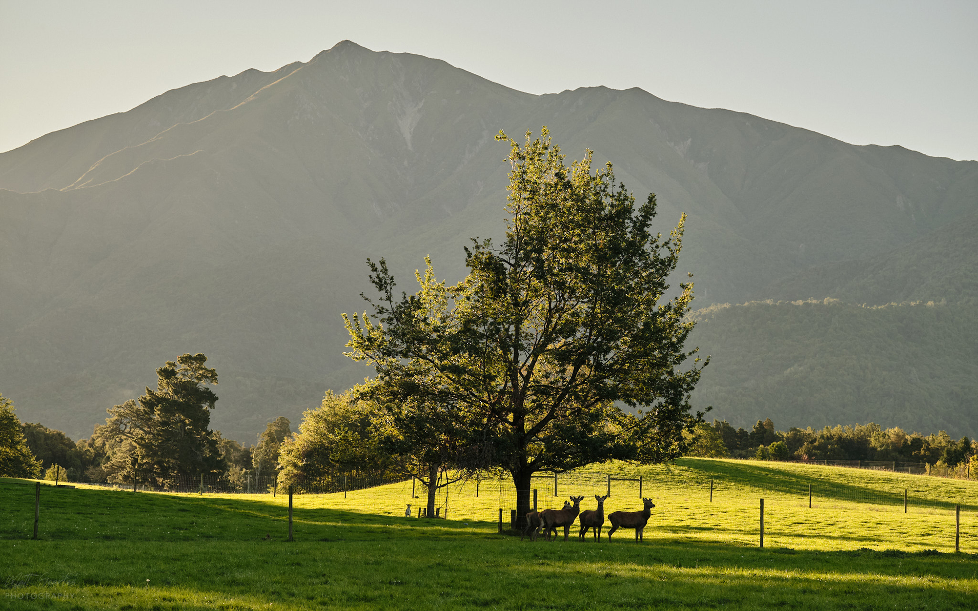 About Peel Forest Estate