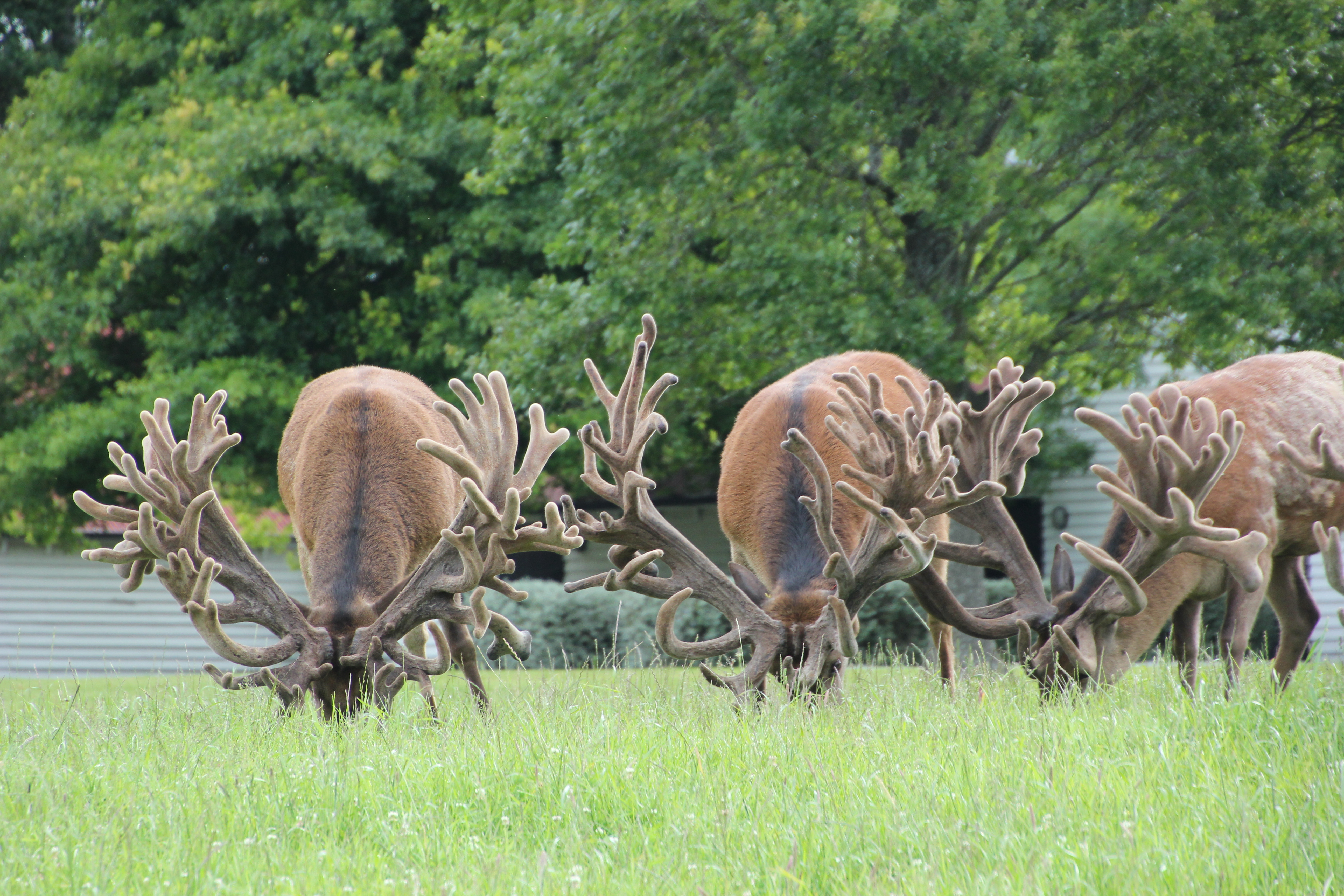 Trophy Peel Forest Estate