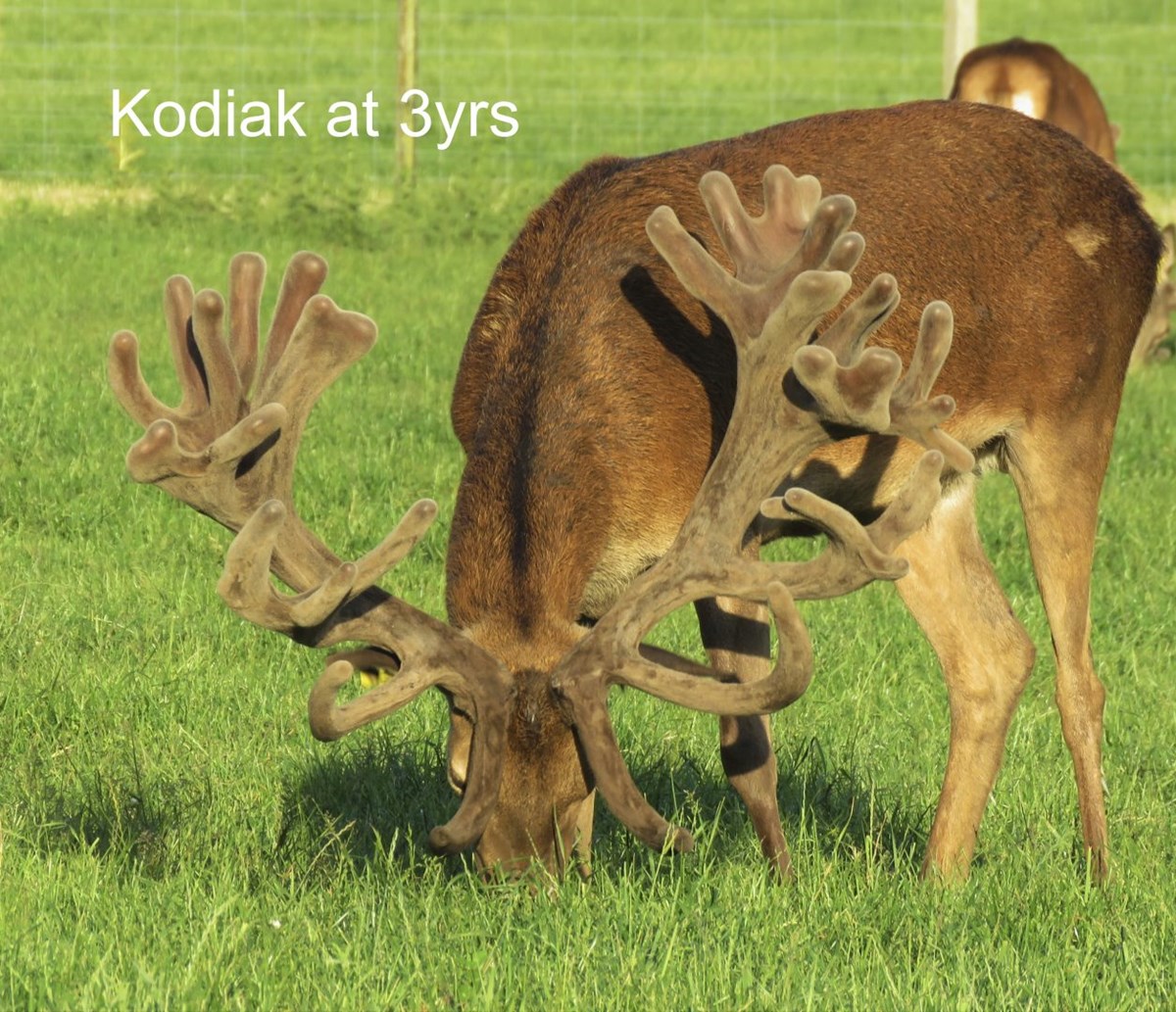 Kodiak 17462