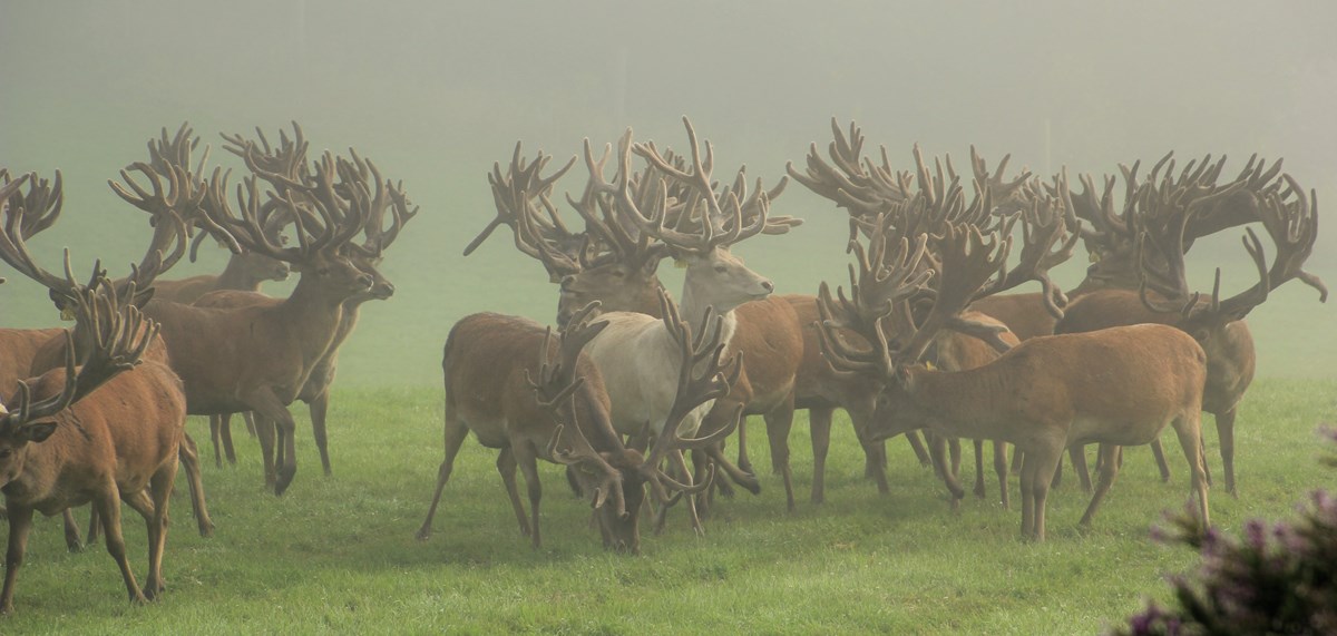March Misty Stags