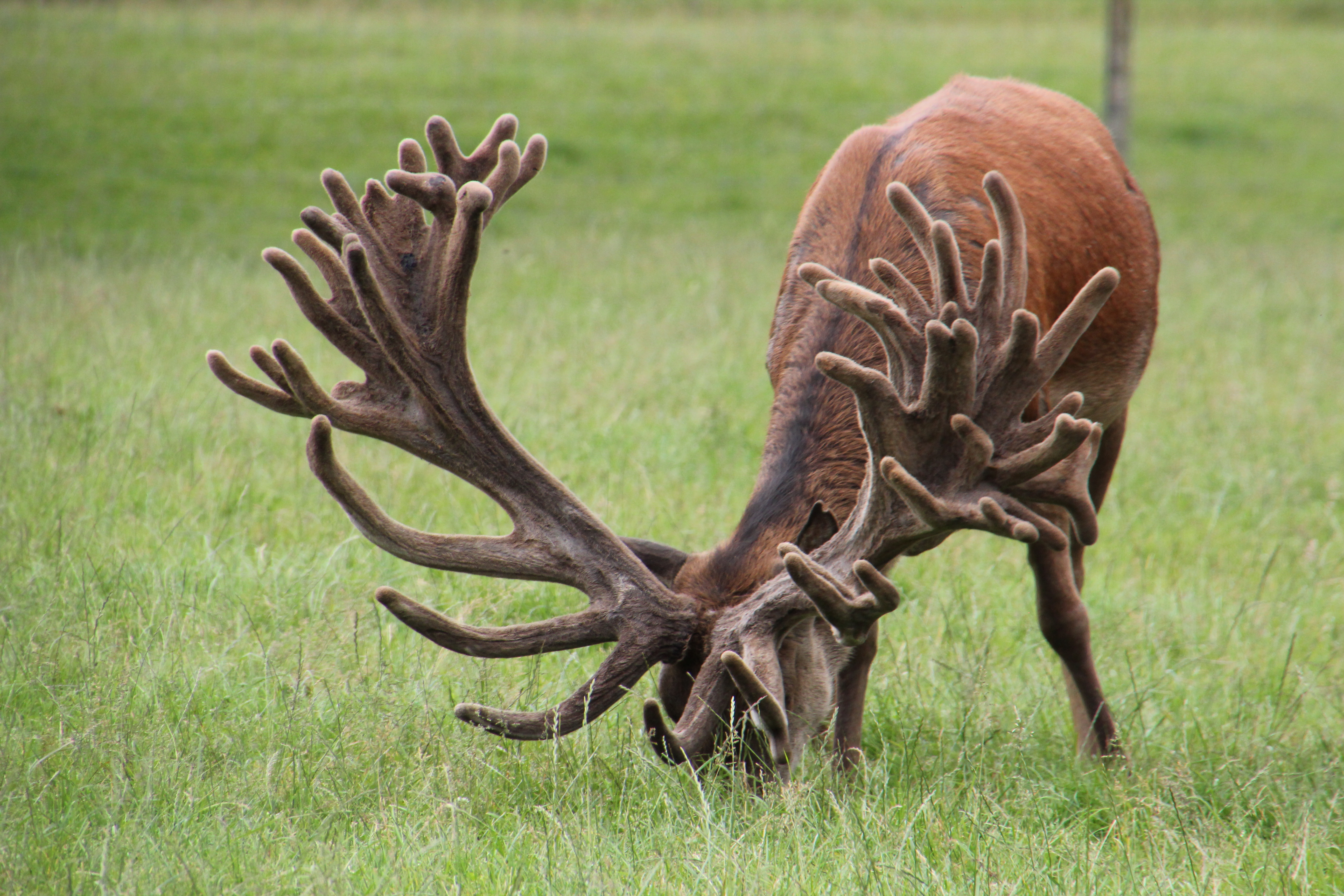 Trophy Peel Forest Estate